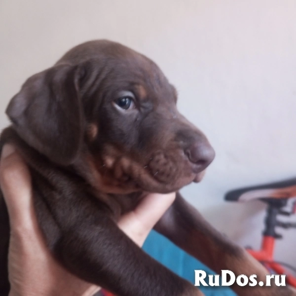 Щенки добермана изображение 5