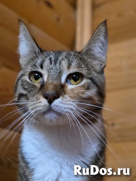 Триша Москва фотка