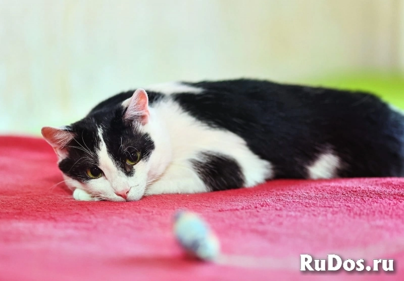 Котик ищет своего человека изображение 3