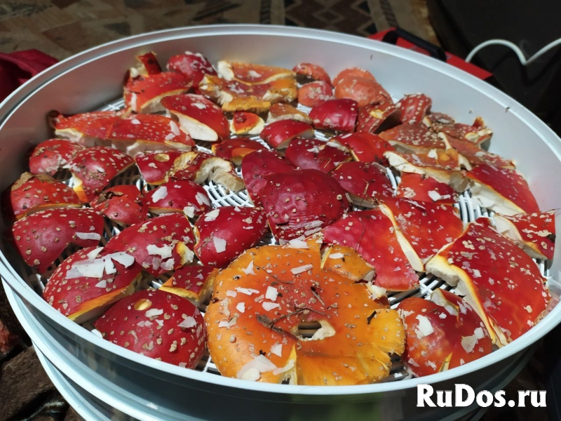 Мухомор красный сушеный свежий сбор 2022 фотка