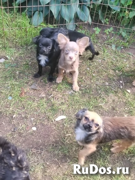 Милый  мальчик Чихуахуа  7 месяцев фото