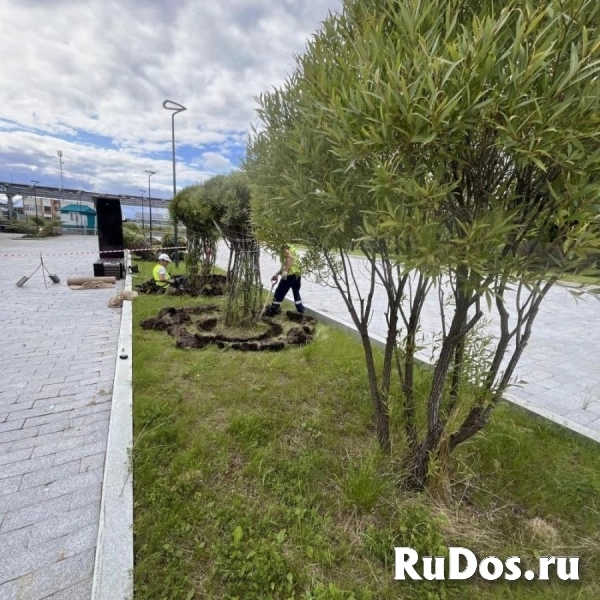 , купить растения изображение 3