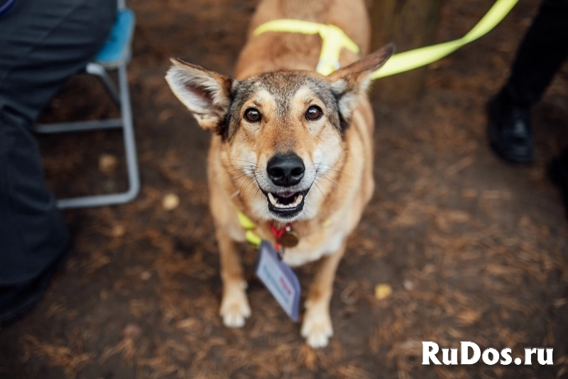 Милая плюшка в добрые руки! фотка
