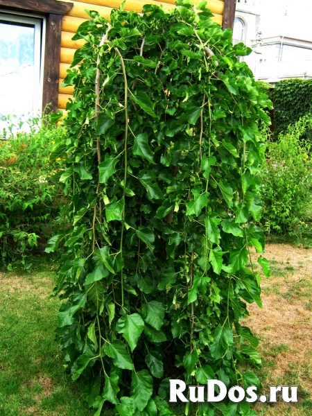 Посадка плодового сада изображение 4