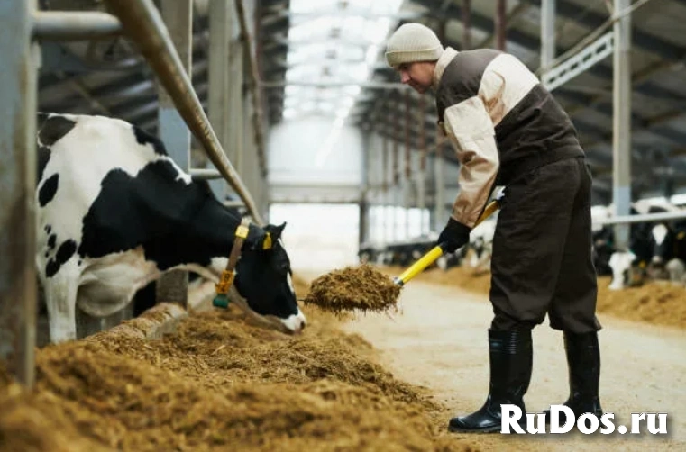 Работа скотник фото