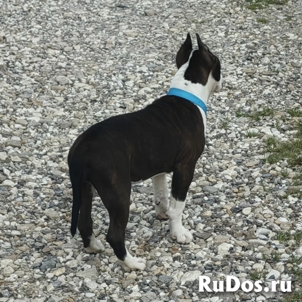 Красивая девочка Амстаффтерьера ркф изображение 9