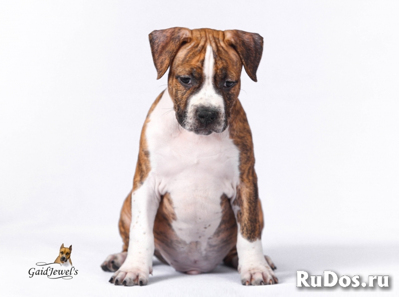 Щенки Американского Стаффордширского терьера изображение 8