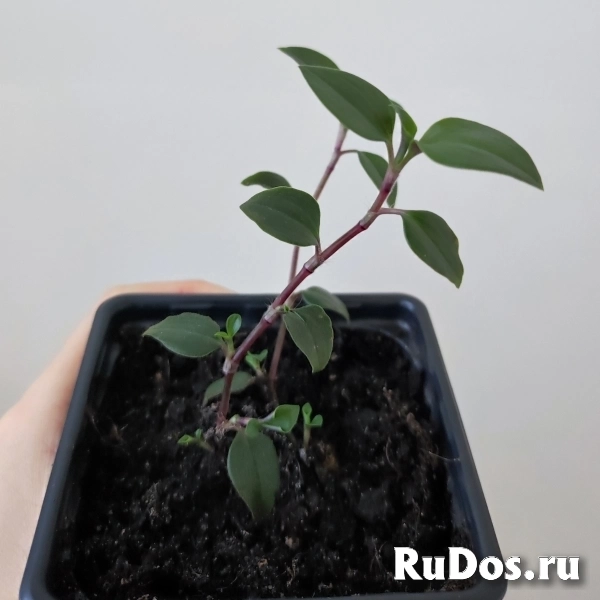 Традесканция приречная фотка