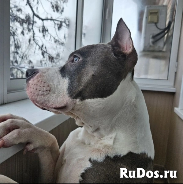 Шикарный  голубой кобель Амстаффтерьера изображение 3