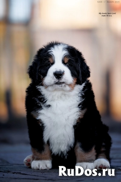 Бернский зенненхунд . Щенки. фотка