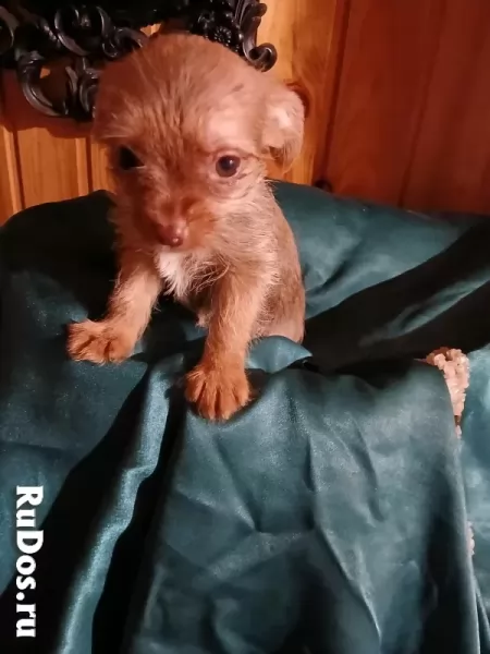 Чихуахуа рыжий мальчик и девочка для души фотка