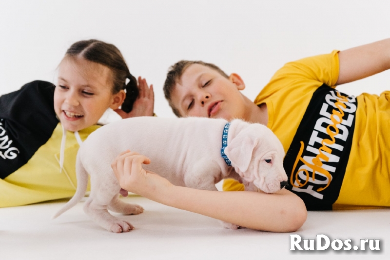 Щенки Аргентинского дога изображение 6