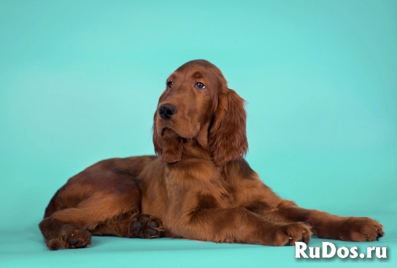 Щенок (мальчик) Ирландского красного Сеттера изображение 3