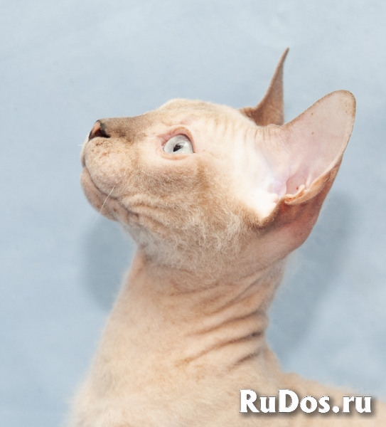 Котик DSX в разведение фотка