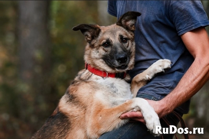 собака сидит всю жизнь в приюте подарите ему дом фото