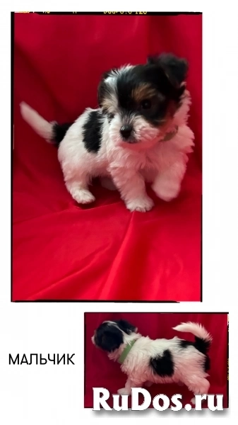 Щенки Бивера с документами фотка