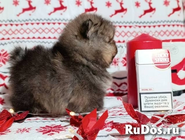 Щенки померанского шпица, девочки изображение 6