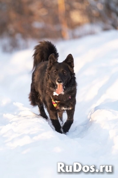Красавица Рита в добрые руки. изображение 6