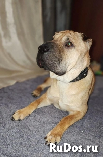 Ищет дом Ирис! изображение 3