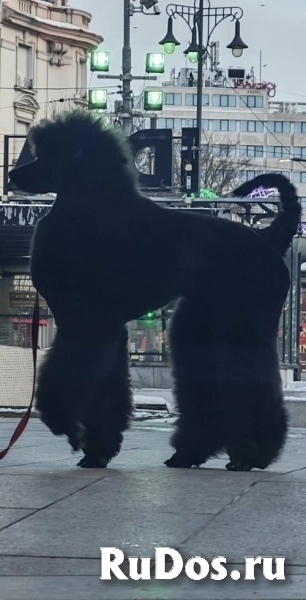 Лучший помет крупных пуделей изображение 5