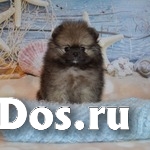 Померанского цверг шпица щенки изображение 8