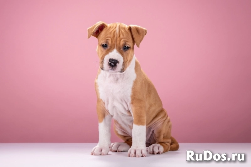 Красивые мальчики и девочки Амстаффтерьера 2 месяца ркф изображение 11