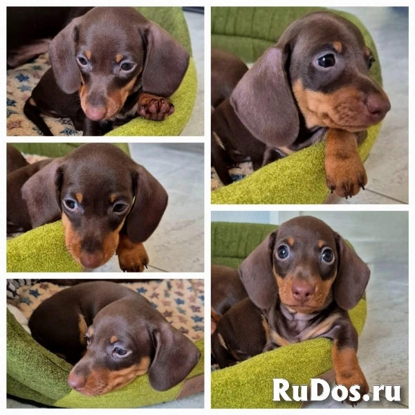 Такса миниатюрная- шоколадный мальчик фотка