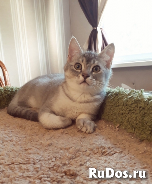 Прелестный шотландский котенок Вилли изображение 3