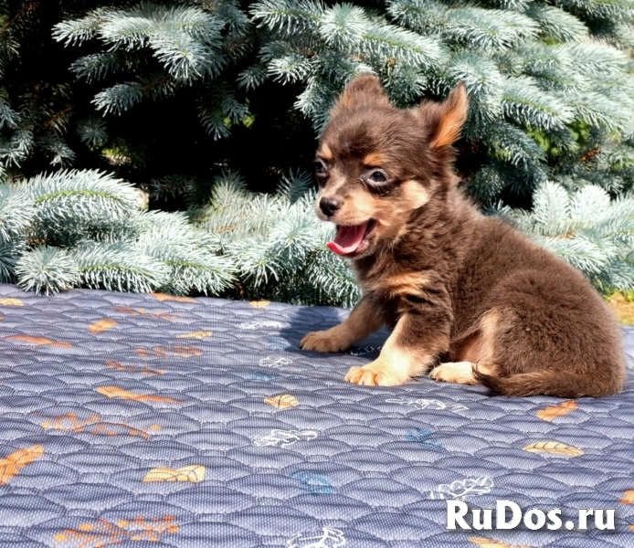 Милые мальчики мини и мелкий стандарт Чихуахуа изображение 4