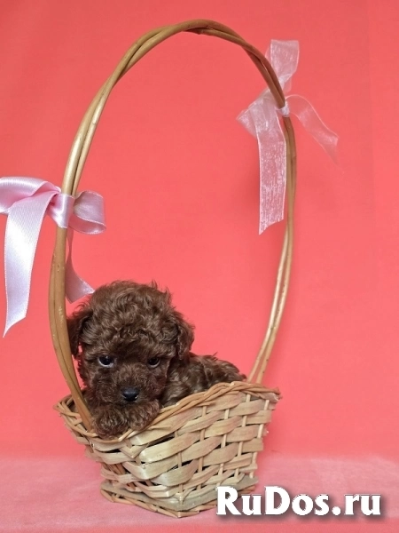 Красный карликовый пудель изображение 8