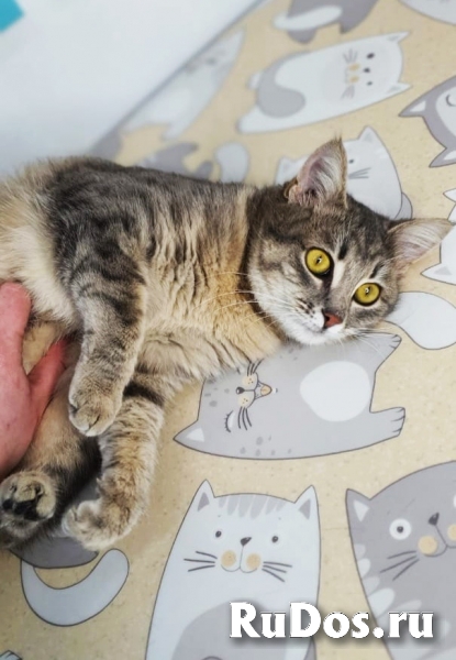 Кошечка красавица ищет семью фото