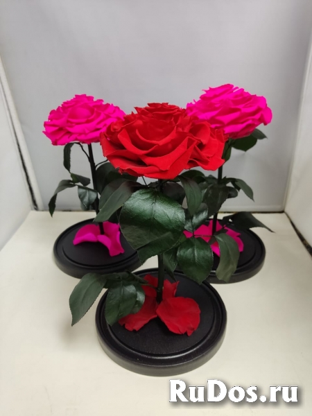 Роза в колбе оптом изображение 3