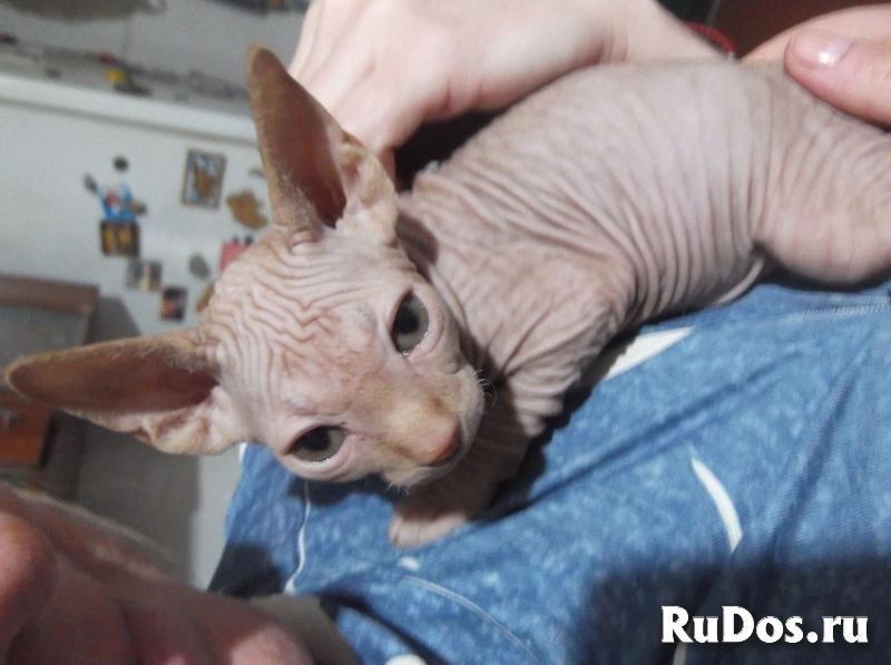 Котёнок канадского сфинкса изображение 3