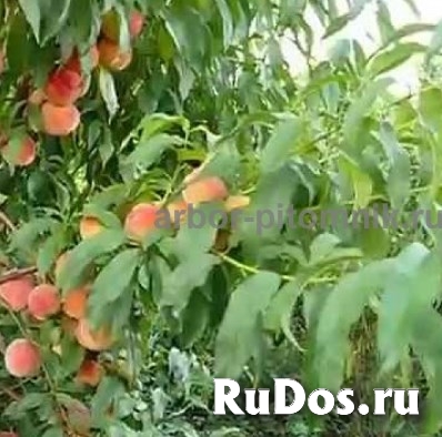 Питомник растений предлагает саженцы ЗКС с доставкой и посадкой П изображение 3