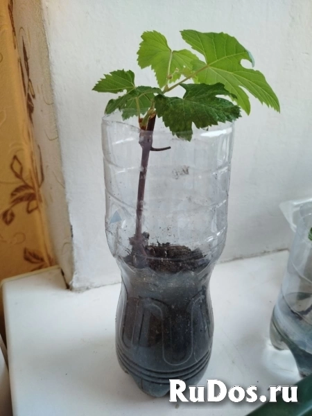 , купить растения изображение 3