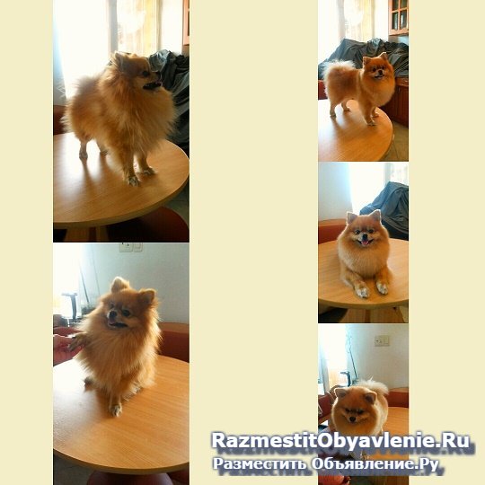 Стрижка собак и кошек без наркоза изображение 3