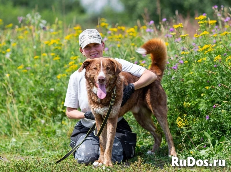Молодой весёлый Барни в добрые руки! изображение 5