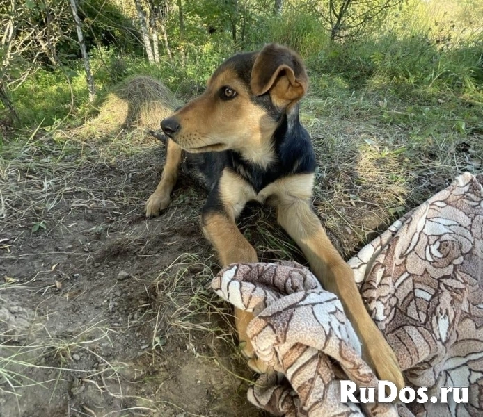 Два очаровательных дворянина и их мама ищут дом изображение 3