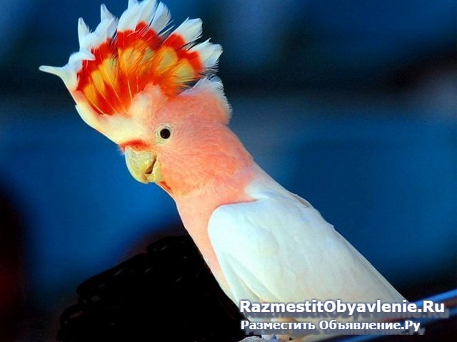 Ветеринарная помощь на дому фотка