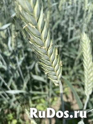Семена озимой тритикале фото