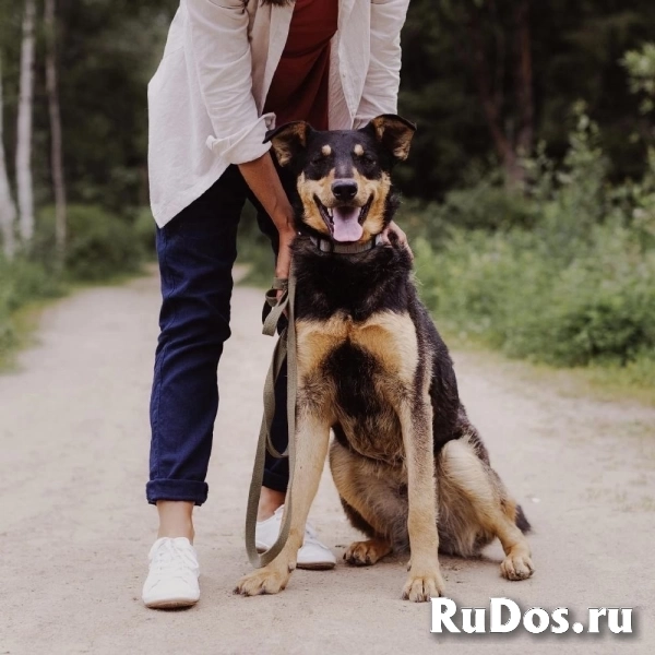 Прекрасная Люси в самые добрые руки! фото