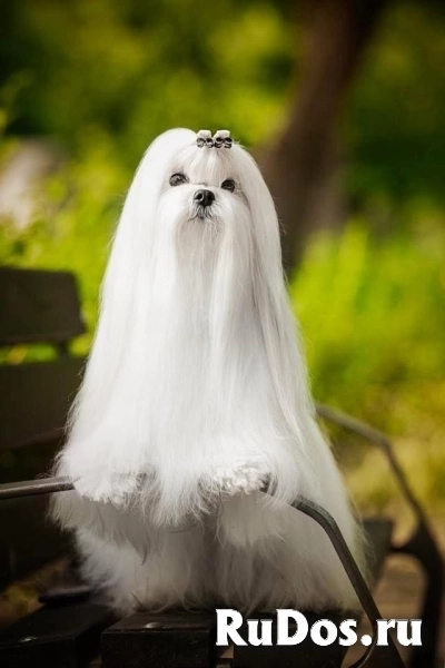 Мальтезе, отличная родословная изображение 3