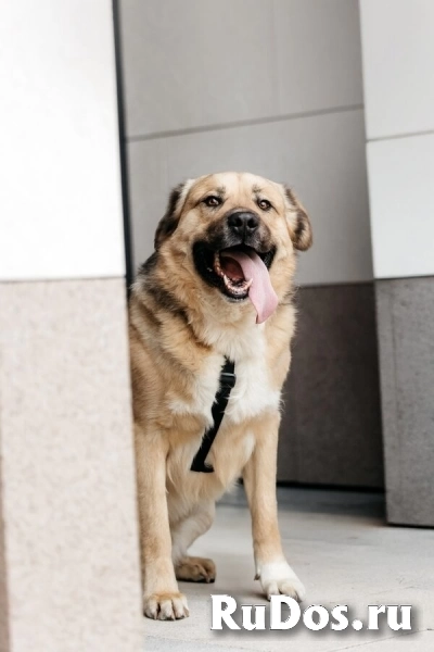 Дынька ждёт своего человека. фотка