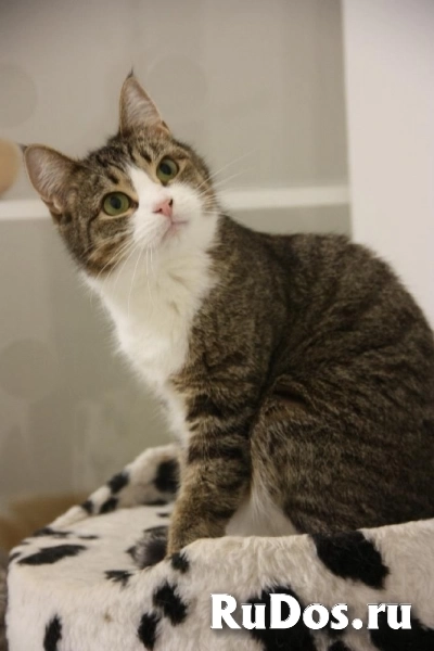 Милая кошечка Санта в добрые руки! изображение 5