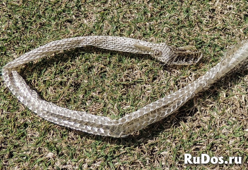 Самый сильный и надежный приворот сибирского колдуна изображение 4