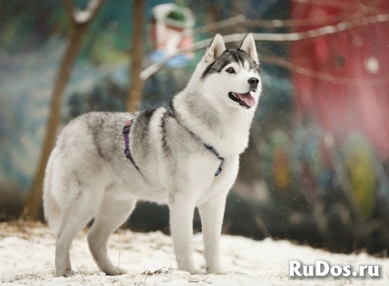 Замечательный хаски Марсель очень срочно ищет дом и заботливых родителей! изображение 5