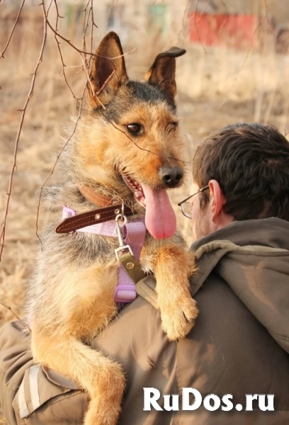 Джо и Ася ищут хоязяина изображение 6