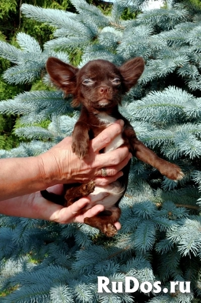 Милые мальчики мини и мелкий стандарт Чихуахуа изображение 3