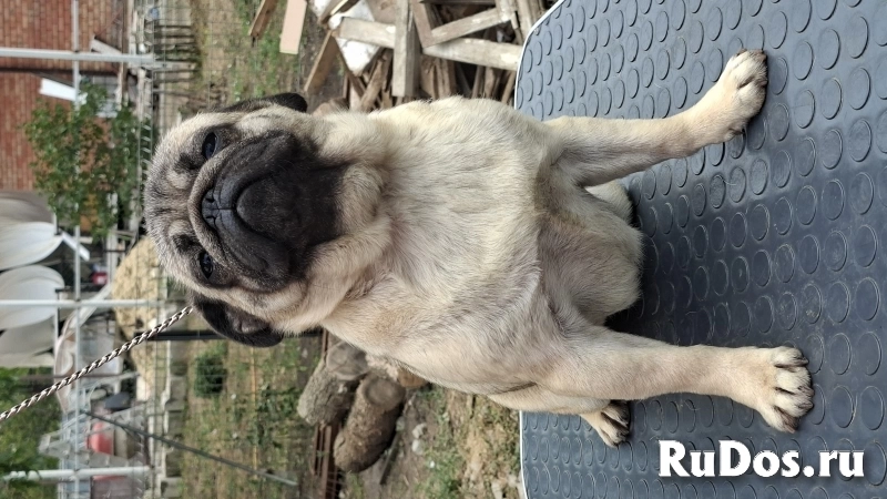 Мопсик фотка