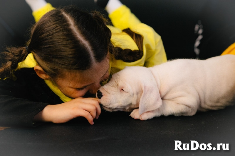 Щенки Аргентинского дога изображение 4